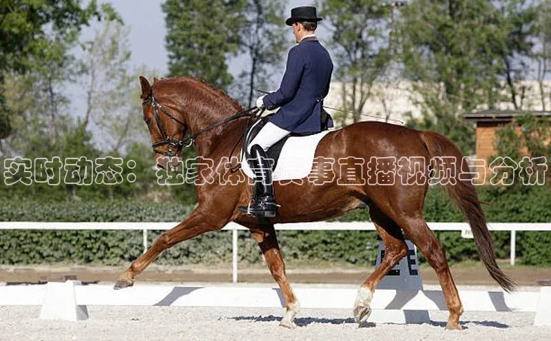 实时动态：独家体育赛事直播视频与分析